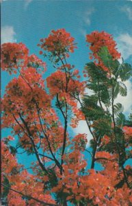 Florida Trees Royal Poinciana Tree In Full Bloom In Key West