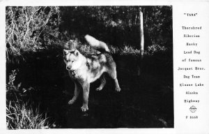 RPPC TANA SIBERIAN HUSKY LEAD DOG KLUANE LAKE ALASKA REAL PHOTO POSTCARD (1920s)