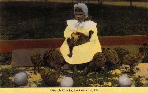 C. 1909, Beautiful Child with Ostrich Chicks, Jacksonville FL  Old Postcard