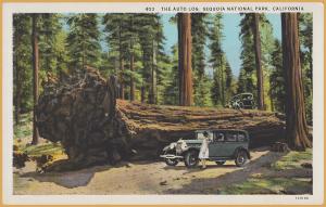 Sequoia National Park, California - The Auto Log, Cars parked on large tree