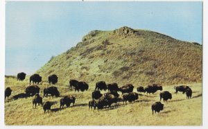 Buffalo Herd Theodore Roosevelt National Park North Dakota