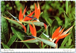 Postcard - Bird of Paradise