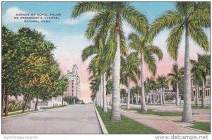 Cuba Havana Avenue Of Royal Palms