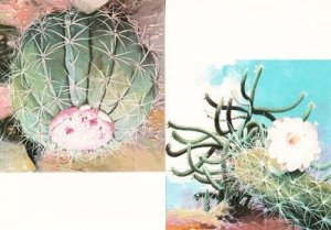 Brazil Brazillian Cactus Poisonous Plant 2x Rare Photo Postcards