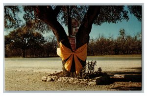 Postcard TX Oak Tree Yellow Ribbon Hondo Texas Welcome Vtg. Standard View Card