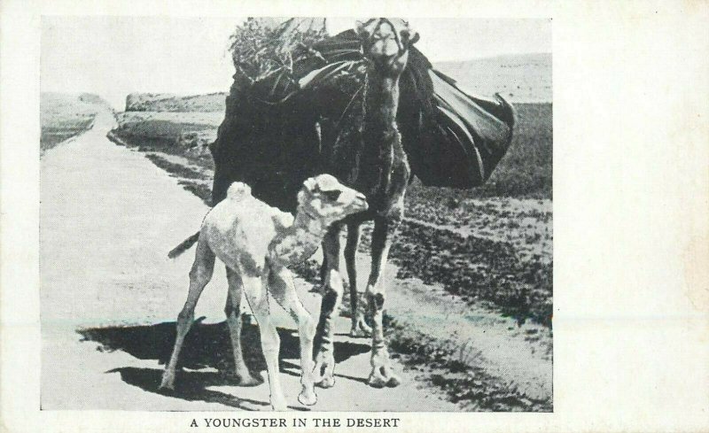 A youngster in the desert postcard