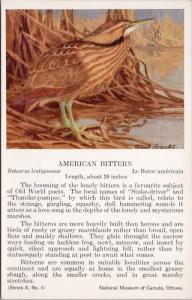 American Bittern Bird National Museum of Canada Allan Brooks Artist Postcard D49