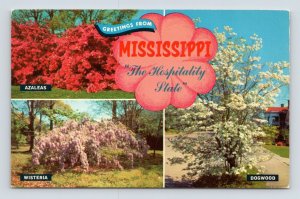 Greetings From the Hospitality State Mississippi MS UNP Chrome Postcard N5