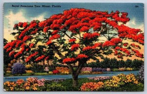 Royal Poinciana Tree, Florida, 1946 Linen Postcard, Red Cross War Fund Cancel