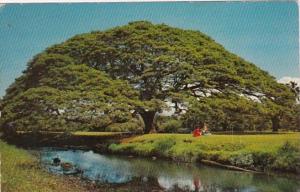 Hawaii Hawaiian Monkey Pod Tree 1961