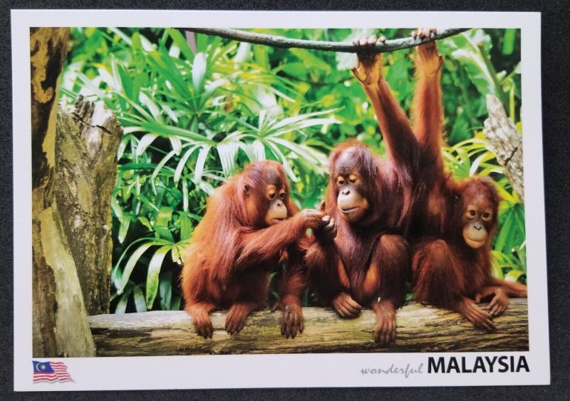 [AG] P350 Malaysia Protected Mammal Orang Utan Monkey Wildlife (postcard) *New