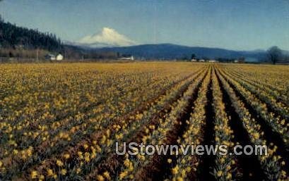 Mt Rainier, Wash,