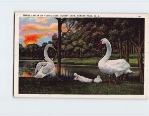 Postcard Swans And Their Young Ones Sunset Lake, Asbury Park, New Jersey