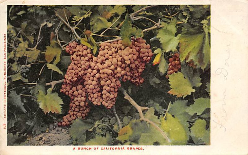 A Bunch of CA Grapes Still Life Unused 