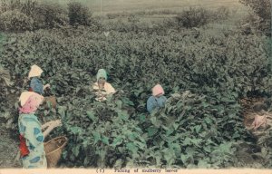 Japan Picking of Mulberry Leaves 04.97