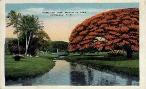 Poinciana Tree - Honolulu, Hawaii HI