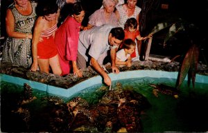 Florida Key West Aquarium Feeding The Giant Turtles