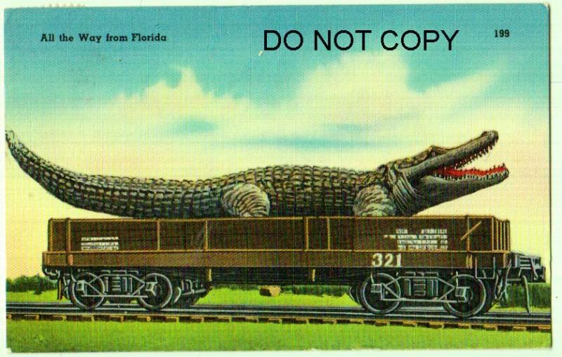 Alligator on Train Fl