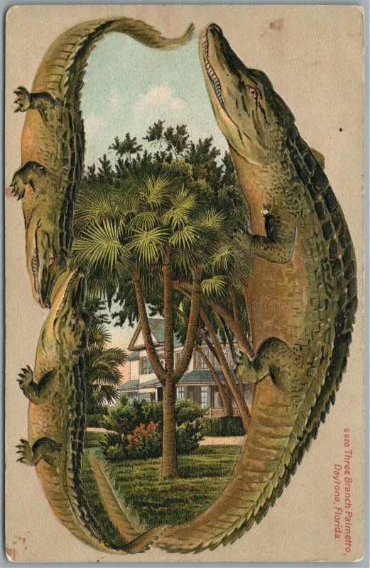 DAYTONA FL THREE BRANCH PALMETTO ALLIGATOR BORDERS ANTIQUE POSTCARD