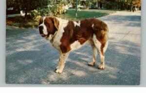 Jaffrey NH St Bernard Dog Postcard