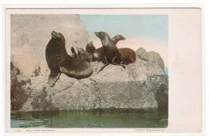 Seal Rocks San Francisco California 1907c postcard