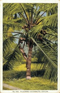 Sri Lanka Ceylon Plucking Coconuts Ceylon 06.41