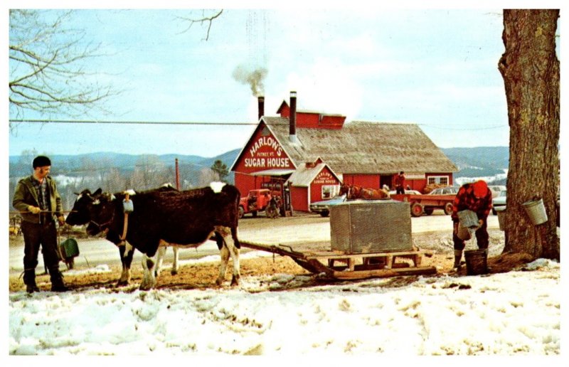 Vermont Putney , Harlow's Sugar House, Sugaring