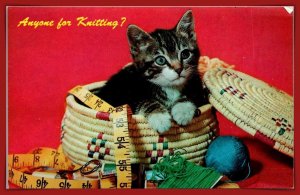 Cat - Anyone For Knitting? - [MX-1084]