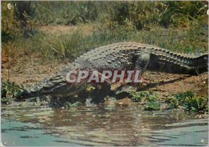 Postcard Modern Wildlife crocodile africainne