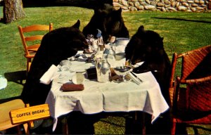 Canada Canadian Rockies Coffee Break Bears Having Afternoon Refreshments