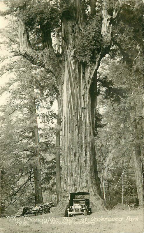 Art Ray Redwood Highway California Humbolt RPPC Photo Postcard 20-9838