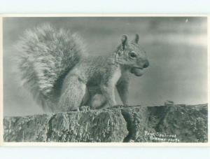 1950's rppc NICE VIEW CUTE TREE SQUIRREL CARRYING NUT i7835