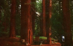 VINTAGE POSTCARD REDWOOD FAMILY CAMP SITES WILLIAMS GROVE STATE PARK CALIFORNIA