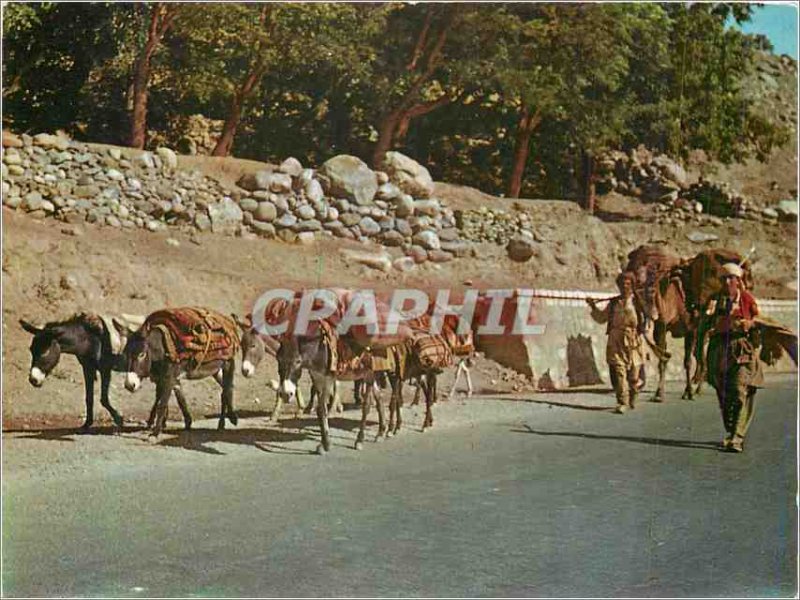 Postcard Modern Nomads Afghanistan Salang Pass Sheep Folklore