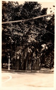 Hawaii Honolulu Giant Banyan Tree On Grounds Of Bishop Museum Real Photo