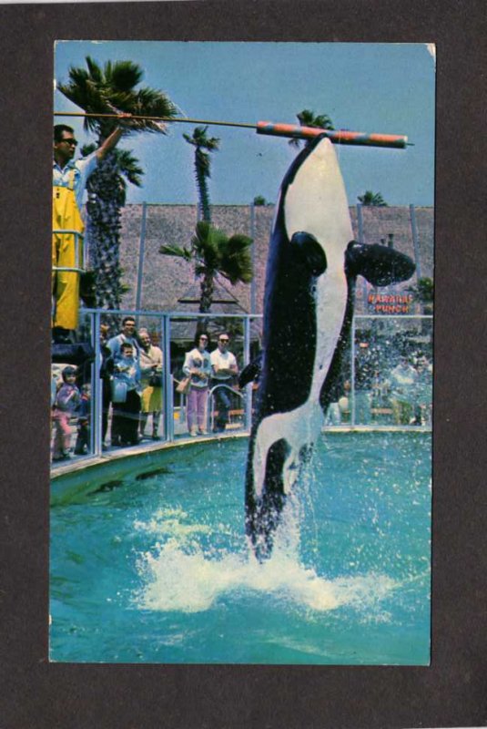FL Whales Shamu the Killer Whale Sea World Seaworld Orlando Florida Postcard