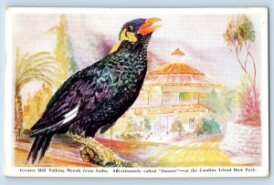 Bird Postcard Greater Hill Talking Mynah Jimmie At The Catalina Island Bird Park