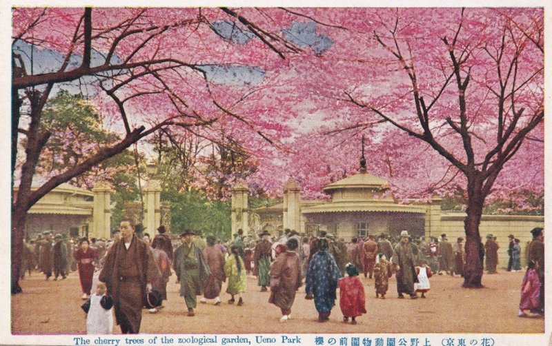 Ueno Park Cherry Trees Antique Japanese Postcard