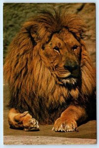 SACRAMENTO, CA ~ Land Park Zoo CAPTAIN JACK African Lion   4x6 Postcard