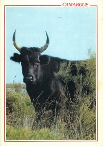 France Camargue cow  Postcard