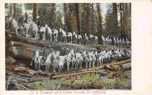 US Troopers on Fallen Giant Sequoia Tree California 1905c postcard