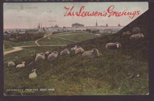 Sheep,Edinburgh,Scotland,UK Postcard 