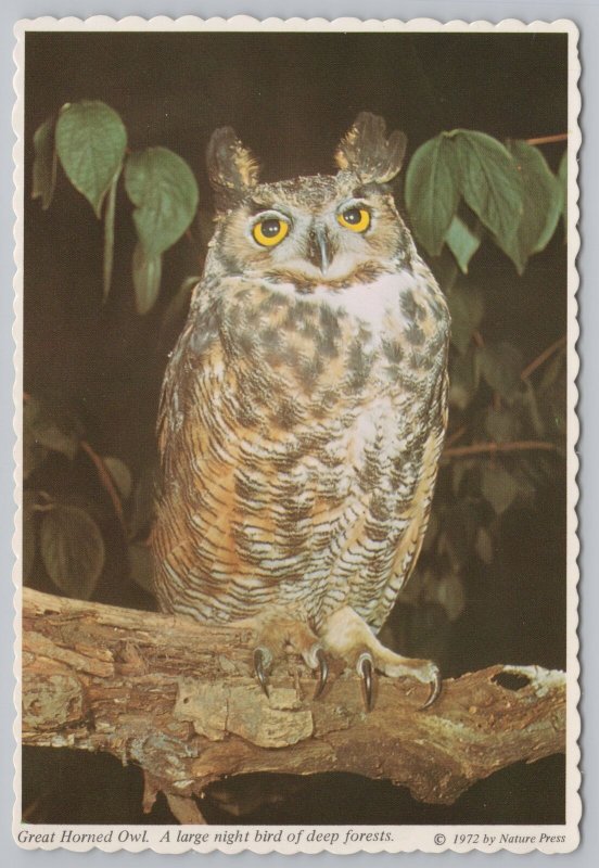 Animal~Great Horned Owl At Night Perched On Branch~Gerard Photo~Continental PC 