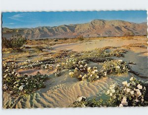 Postcard Gardens of the Desert