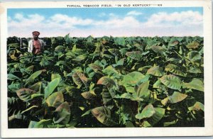 postcard  Typical Tobacco Field in Old Kentucky