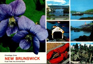 Canada New Brunswick Greetings With Provincial Flower Purple Violet and More ...