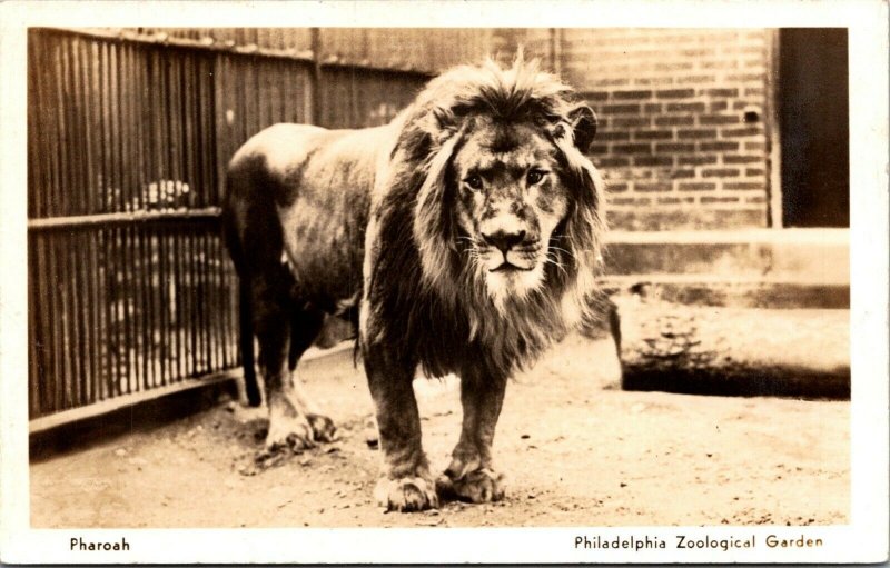 Pharoah the Lion Philadelphia Zoo vtg postcard RPPC