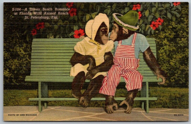St. Petersburg Florida 1940s Postcard Monkey Chimps Romance Wild Animal Ranch
