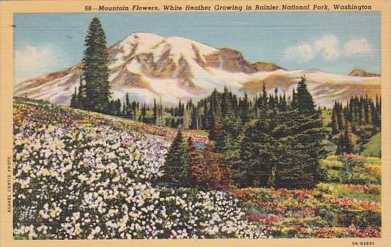 Mountain Flowers White Heather Growing In Rainier National Park Washington 1945