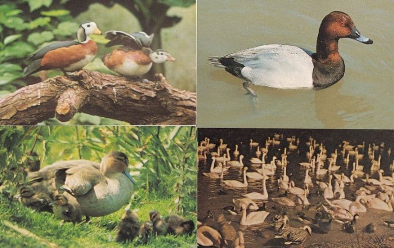 Swan Lake African Pygmy Geese Gloucester Wildfowl Trust 1970s 4x Postcard s